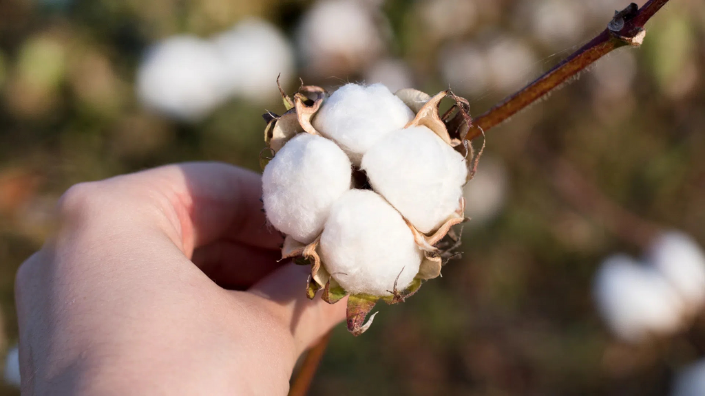 Organic vs. Conventional Cotton: The Period Products Guide